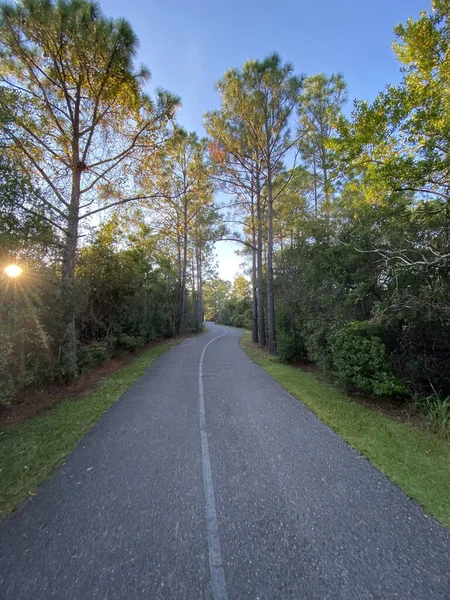 一条被美丽的绿叶环绕着的空旷的道路的垂直截图 — 图库照片