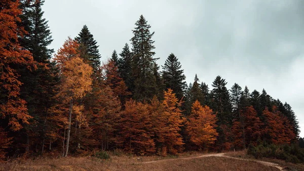 Прекрасний Вид Дерева Лісі Кольорами Осіннього Сезону Денне Світло — стокове фото