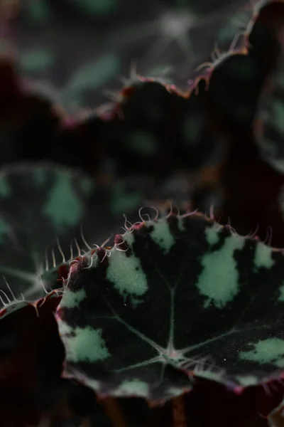 Detailní Záběr Zelených Listů Botanické Zahradě Iasi Rumunsko — Stock fotografie