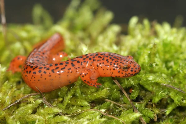 Primer Plano Colorido Blue Ridge Red Salamander Pseudotriton Ruber Sobre — Foto de Stock