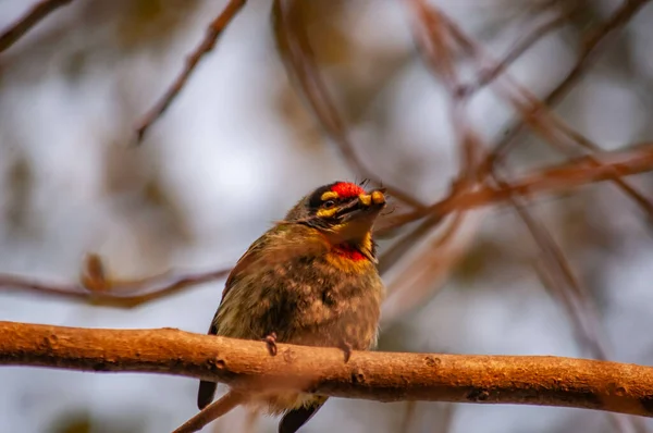 Een Close Shot Van Een Kopersmid Barbet Vogel Boom Branc — Stockfoto