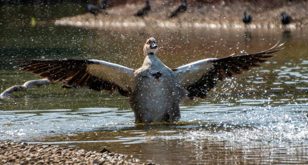 Pato Balançando Suas Asas Água — Fotografia de Stock