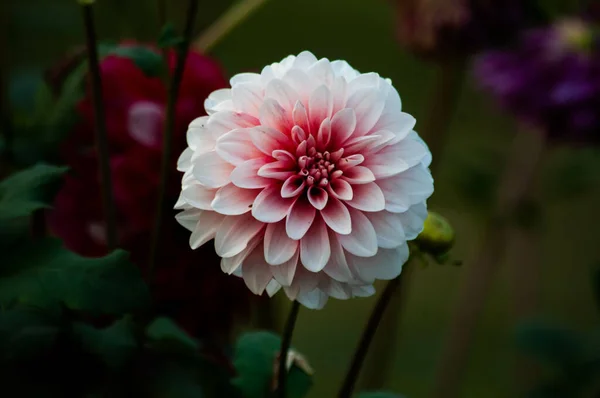 Gros Plan Une Fleur Dahlia — Photo