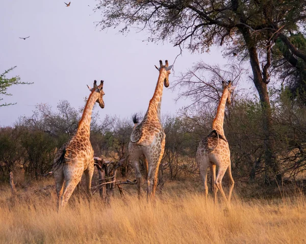 Стадо Жирафов Саванне Дикая Природа Африки — стоковое фото