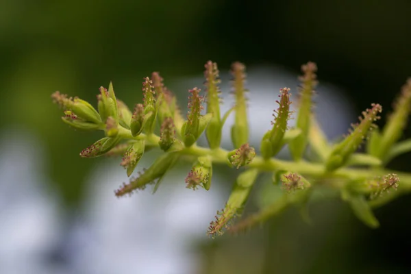 緑の植物の茎のマクロショット — ストック写真