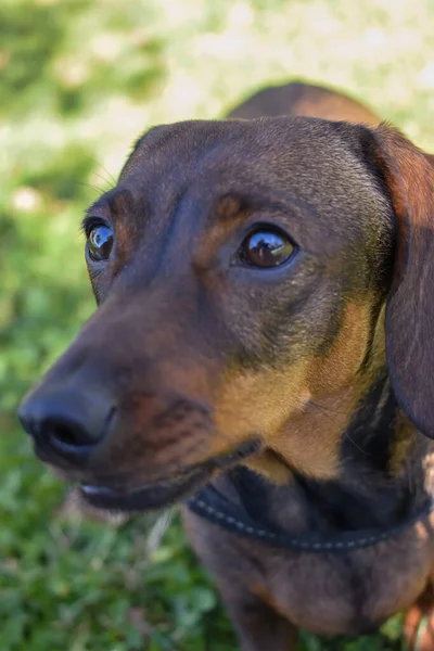 晴れた日に公園で美しいかわいい忠実な忠実なダックスフンドの犬の垂直ショット — ストック写真