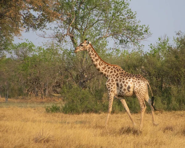 Giraffa Che Cammina Nella Savana Africa Fauna Selvatica — Foto Stock