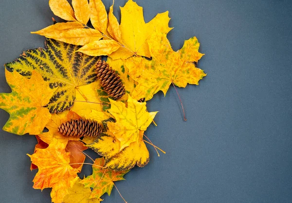 Eine Komposition Aus Herbstblättern Und Zapfen Auf Dunkelblauem Hintergrund Mit — Stockfoto