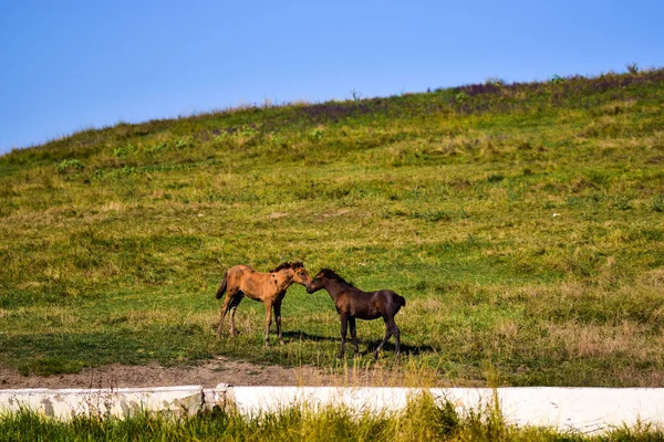 Dos Caballos Pastando Prado Cubierto Hierba Bajo Luz Del Sol —  Fotos de Stock