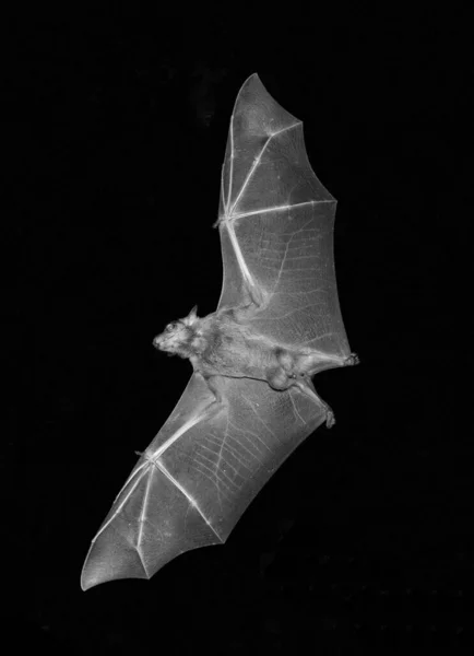 Vertical Shot Flying Bat Isolated Black Background — Stockfoto