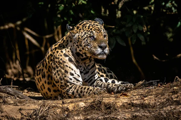 Beautiful Shot Cheetah Wild Day — Stock Photo, Image