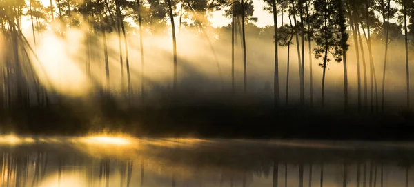 夕暮れ時に湖を囲む木々のシルエット — ストック写真