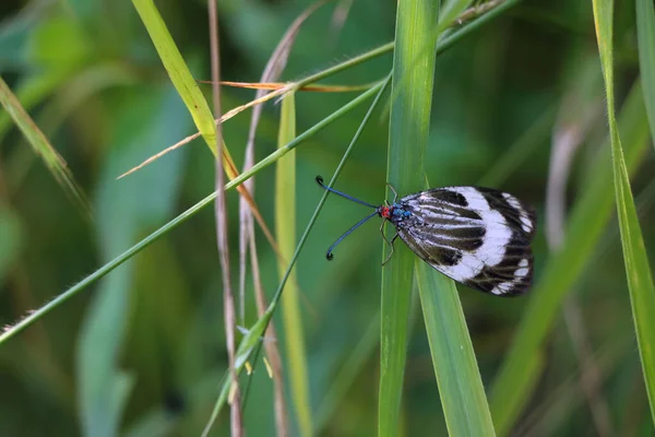 Közelkép Cyclosia Papilionaris Füvön Réten Napfény Alatt Homályos Háttérrel — Stock Fotó