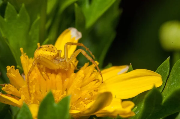 庭の美しい黄色の花にトミサイやカニのクモのクローズアップショット — ストック写真