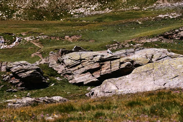 Ένα Τοπίο Ενός Λιβαδιού Καλυμμένο Βράχια Και Γρασίδι Στο Φυσικό — Φωτογραφία Αρχείου