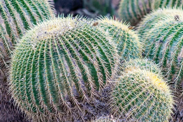 Közelkép Egy Halom Zöld Éles Kaktuszról Sivatagi Botanikus Kertben — Stock Fotó
