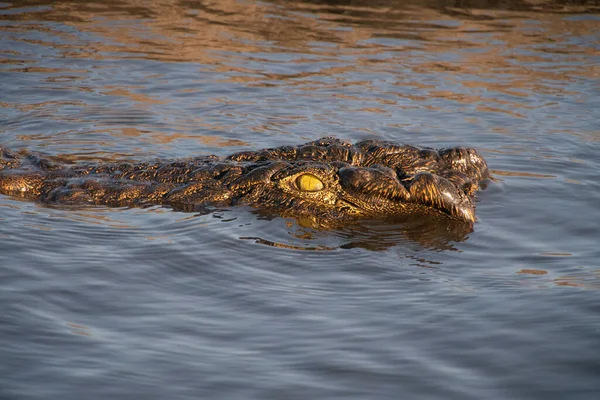 Closeup Crocodile Head Water Surface Africa Wildlife —  Fotos de Stock