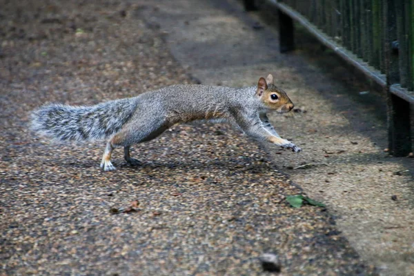 Closeup Shot Running Squirrel Park — Stock Photo, Image
