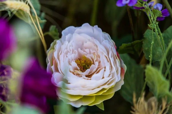 Una Vista Cerca Hermosa Peonía Rosa Jardín Flores — Foto de Stock