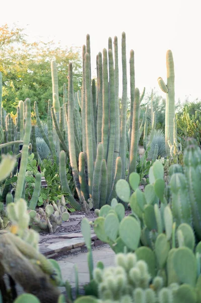 Campo Cactus Enorme Jardín Botánico —  Fotos de Stock