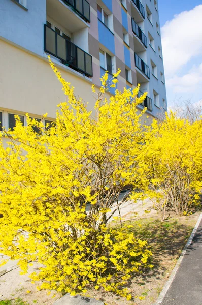 Disparo Vertical Arbusto Con Hojas Amarillas Parque Con Edificio Fondo —  Fotos de Stock