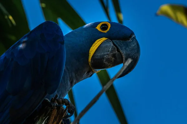 Ağaçtaki Mavi Sarı Bir Papağanın Yakın Çekimi — Stok fotoğraf