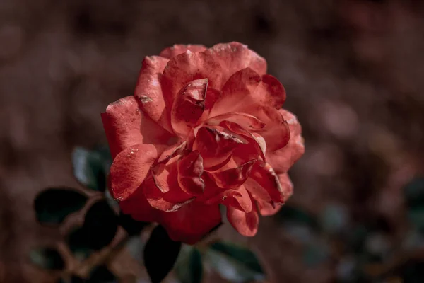 Close Uma Rosa Vermelha Jardim Botânico Iasi Roménia — Fotografia de Stock