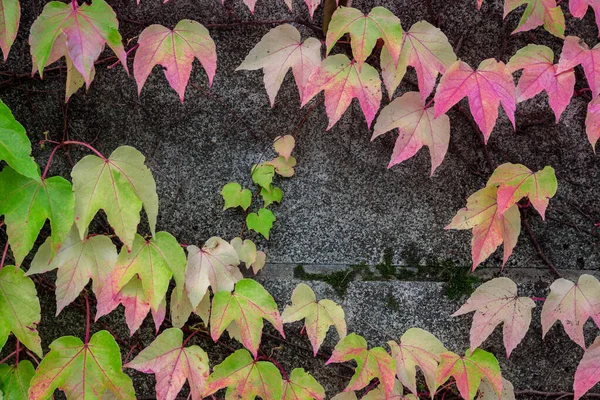 Ветви Осенними Листьями — стоковое фото