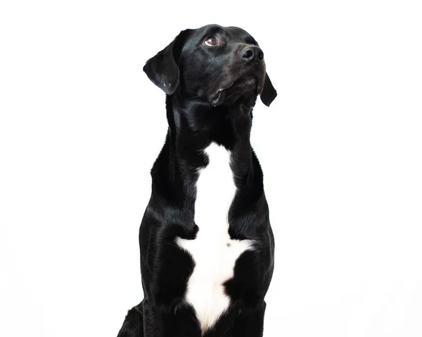 Pionowe Ujęcie Czarnego Psa Białą Plamką Odizolowaną Białym Tle — Zdjęcie stockowe
