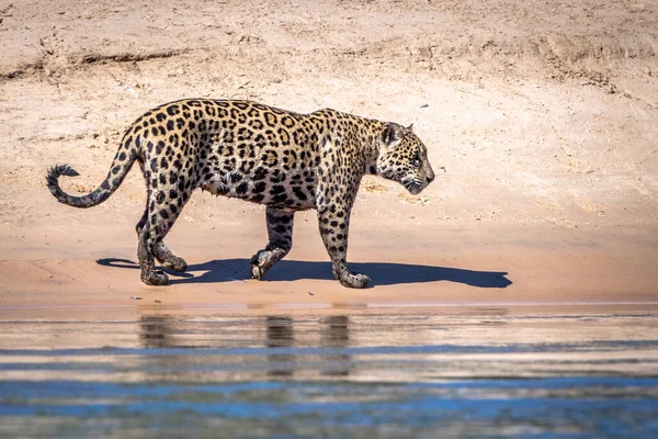 Vacker Bild Gepard Det Vilda Dagen — Stockfoto