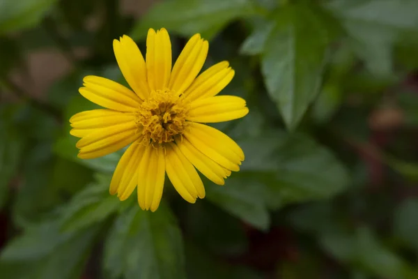 Closeup Shot Yellow Arnica Montana — Stock Photo, Image
