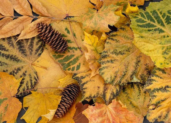 Eine Komposition Aus Herbstblättern Und Zapfen — Stockfoto