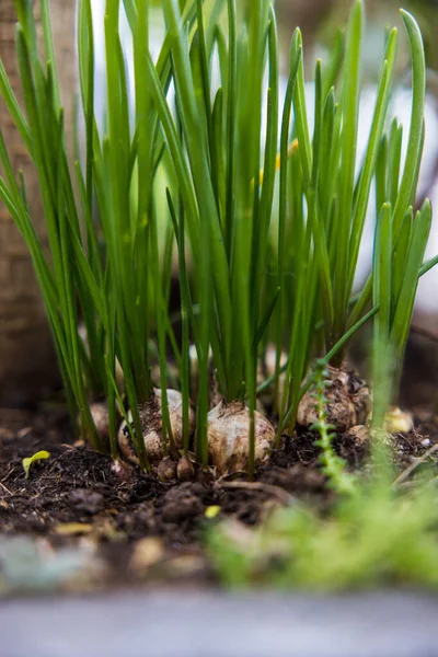Closeup Shot Spring Onions Growing Pot — Stock Photo, Image