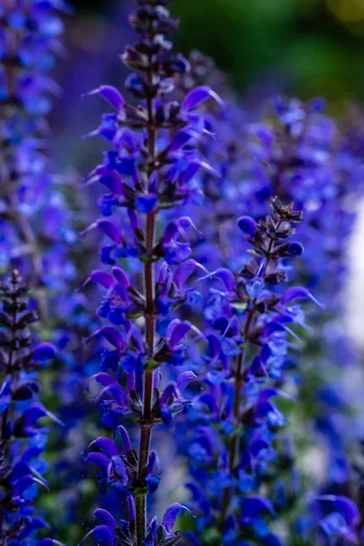 Vertical Closeup Shot Blooming Woodland Sage Flowers — Stockfoto