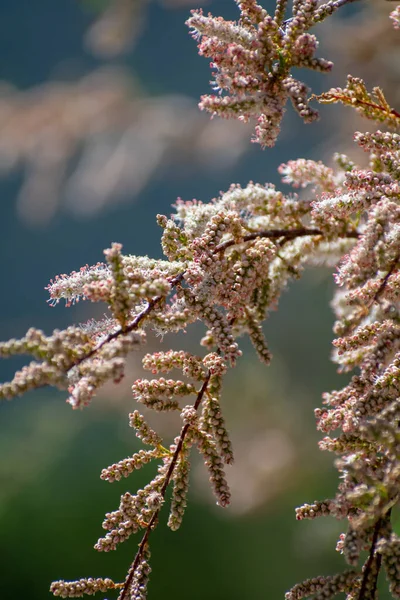 Een Verticaal Close Shot Van Een Plant Aftakking Bij Daglicht — Stockfoto