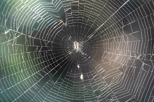 Detailní Záběr Pavučiny Pavouka — Stock fotografie