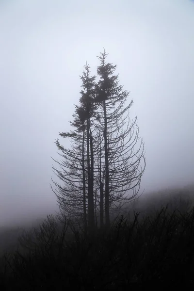 Misty Day Forest Fire Old Mountain Serbia — Stock Photo, Image