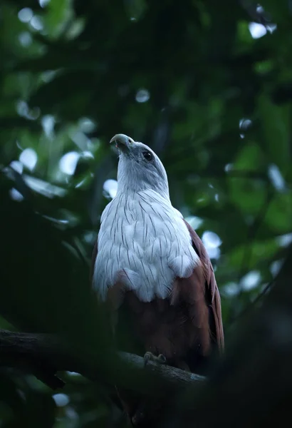 Bir Ağaç Dalına Konmuş Brahminy Uçurtma Kuşunun Dikey Görüntüsü — Stok fotoğraf