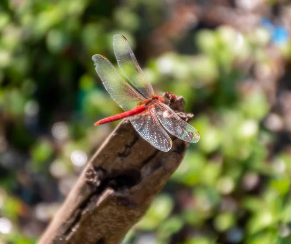Eine Makroaufnahme Einer Rote Libelle Auf Einem Ast — Stockfoto