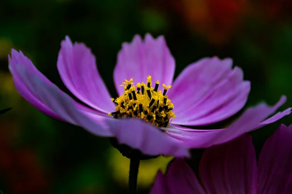 Gros Plan Fleur Cosmée Rose — Photo