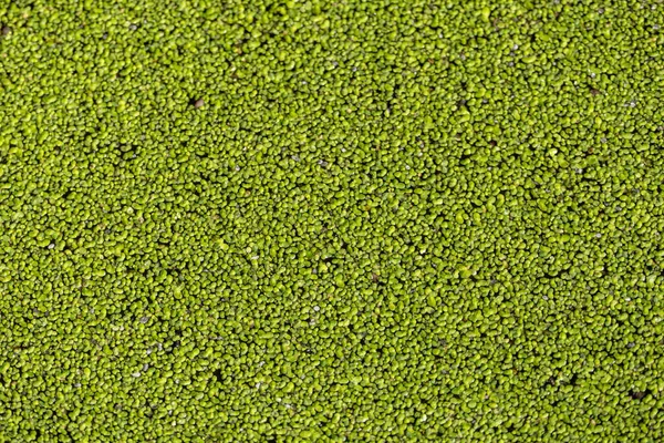 Uma Vista Superior Textura Grama Verde — Fotografia de Stock