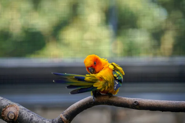 Belo Tiro Pássaro Pequeno Colorido Bonito Fazendo Auto Limpeza Com — Fotografia de Stock