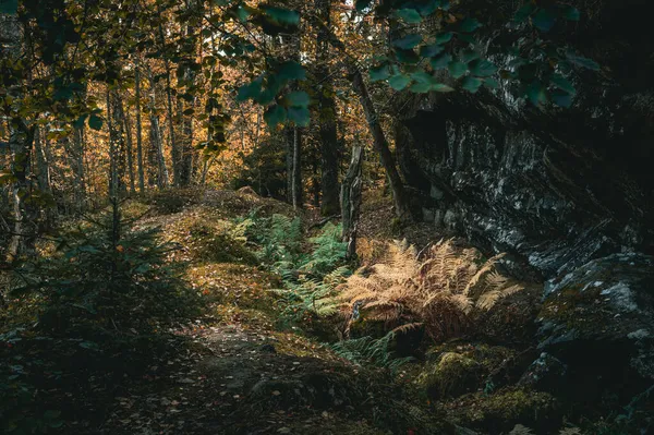 Uma Floresta Verde Escura Com Árvores Grossas Grama Noruega — Fotografia de Stock