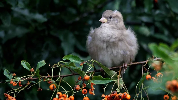 Lovitură Closeup Unei Vrăbii Pufoase Ramură Copac — Fotografie, imagine de stoc