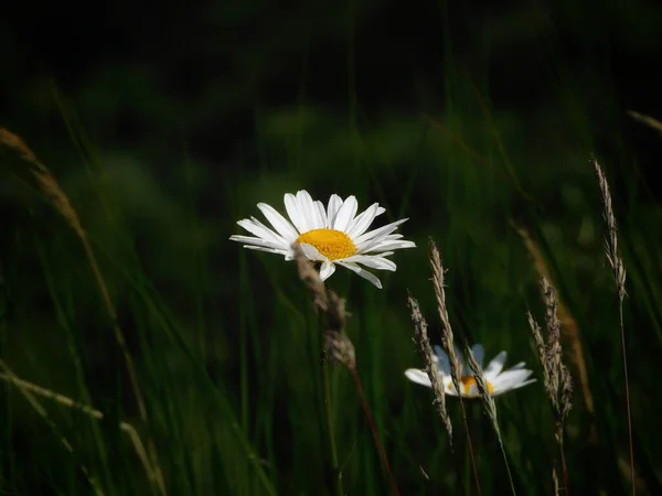 Detailní Záběr Heřmánku Květiny Kvetoucí Zahradě — Stock fotografie