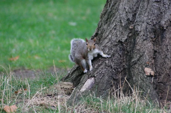 Eine Flache Fokusaufnahme Eines Eichhörnchens Auf Einem Baum — Stockfoto