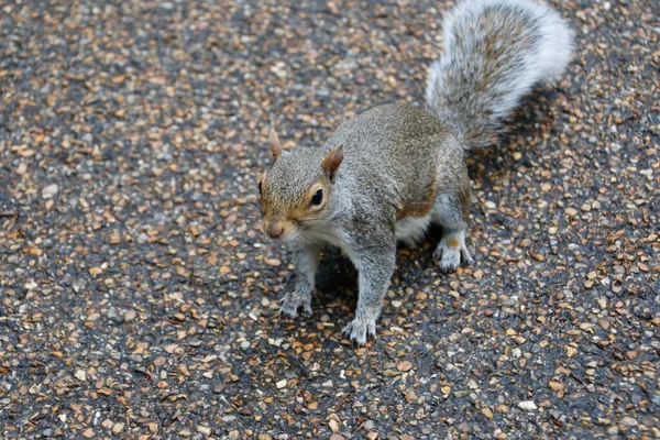 Nahaufnahme Eines Niedlichen Eichhörnchens Auf Dem Boden — Stockfoto