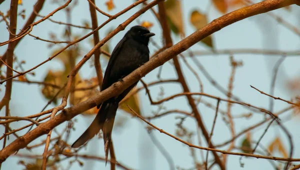 Closeup Shot Crow Tree Branch — Stock Photo, Image