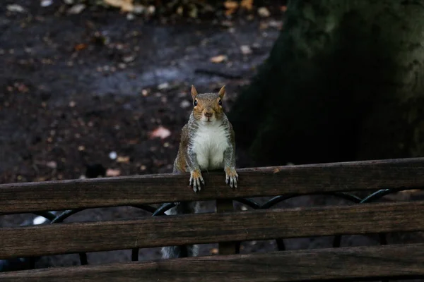 松鼠在公园里靠在木制长椅上的松鼠 前腿在公园里 — 图库照片