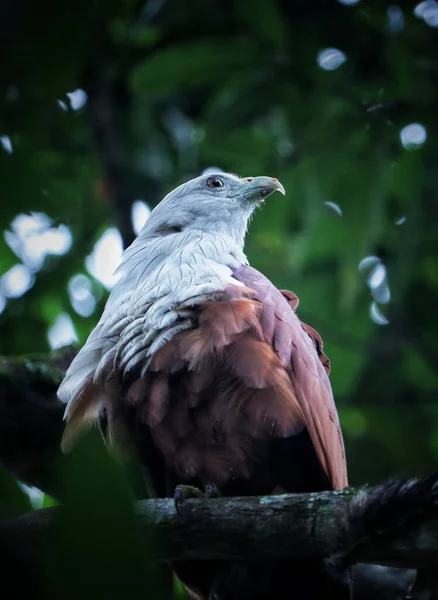 Een Verticaal Schot Van Een Brahmaanse Vlieger Vogel Neergestreken Een — Stockfoto